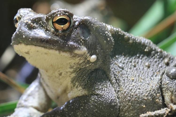 Substâncias psicoativas de veneno de sapo trazem perigos à saúde humana ...